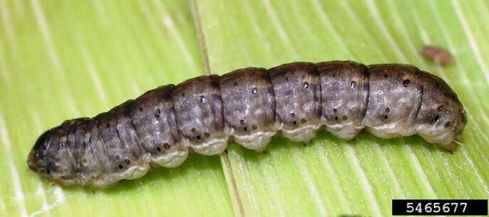 Black Cutworm