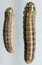 Cutworm
