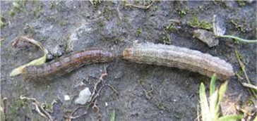 Dark sided cutworm