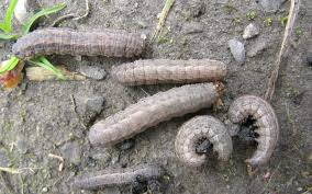 Dingy Cutworm