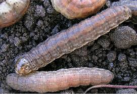 Redbacked cutworm