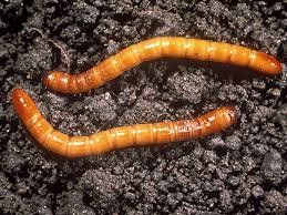Wireworm pic 1